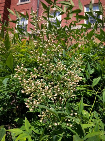 blooming nandina domestica