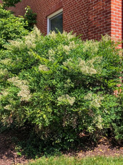 nandina domestica by brick building