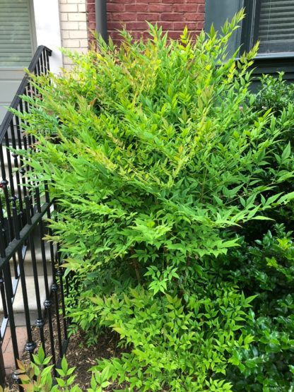 nandina domestica by outside staircase