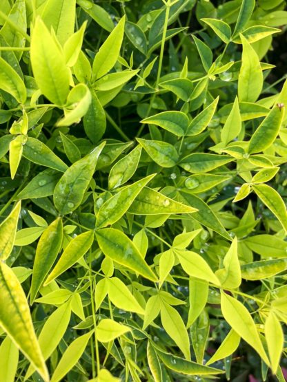 lemon lime nandina