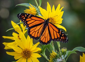 yellow flowers with monarch butterfly
