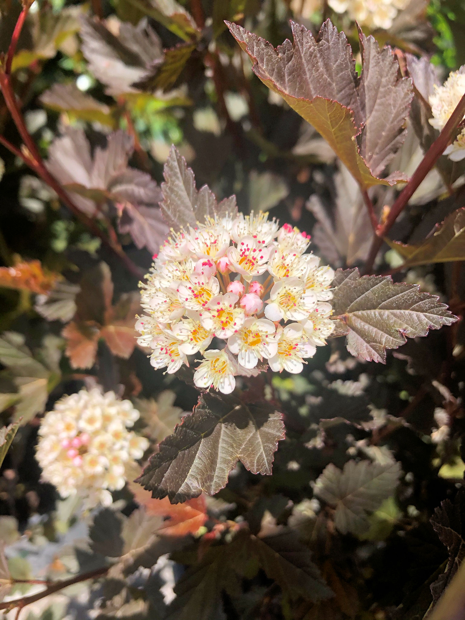 Ninebark Summer Wine® - Plantjoy