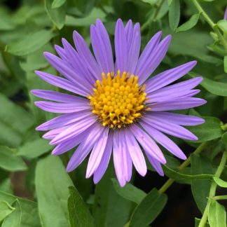 Close-up of purple flower with yellow center