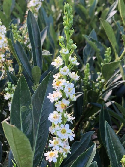 Close-up of spiky white flower surrounded by dark green leaves