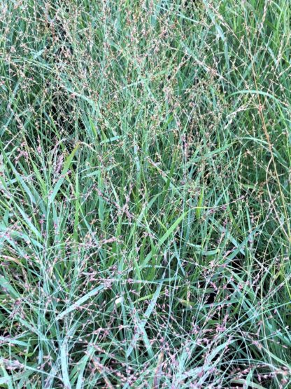 heavy metal panicum