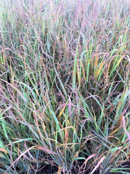 heavy metal panicum