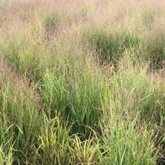 panicum shenandoah grass