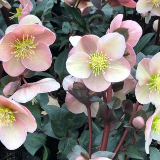 penny's pink flowers