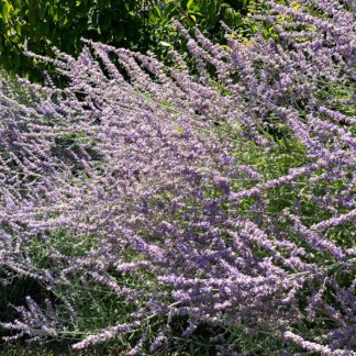 perovskia atriplicifolia