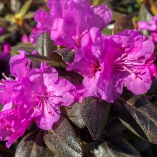 purple flowered pjm rhododendron