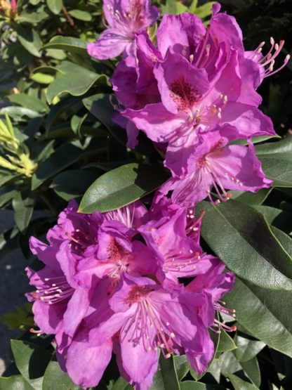 anah kruschke rhododendron