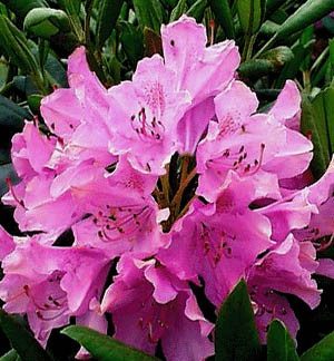 oseum pink rhododendron