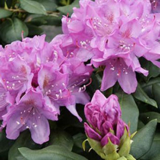 roseum elegans rhododendron