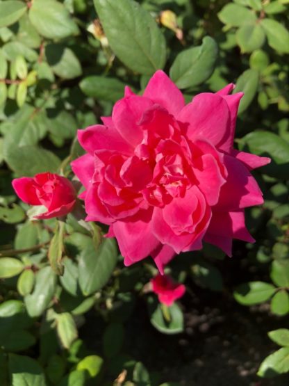 knockout double pink rose