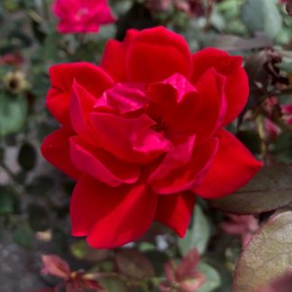 knockout double red rose