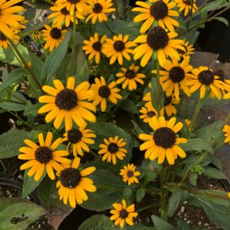 little gold star rudbeckiaMasses of golden-yellow, daisy-like flowers with dark brown centers blooming above green foliage