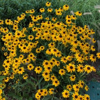 Masses of golden-yellow, daisy-like flowers with dark brown centers planted in front of grasses in garden