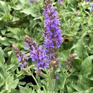 blue hill salvia