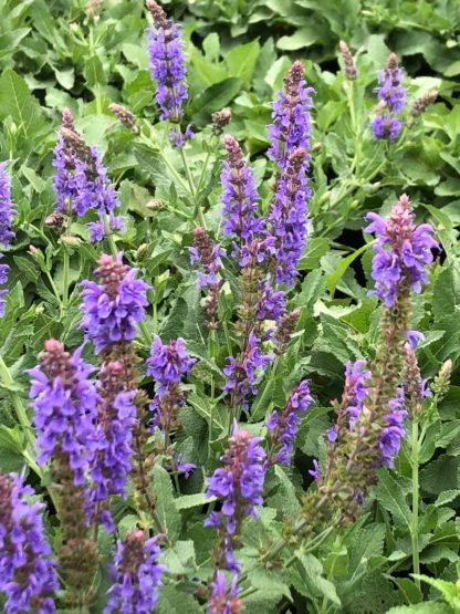 blue hill salvia