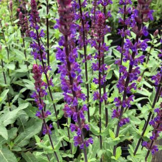 caradona salvia