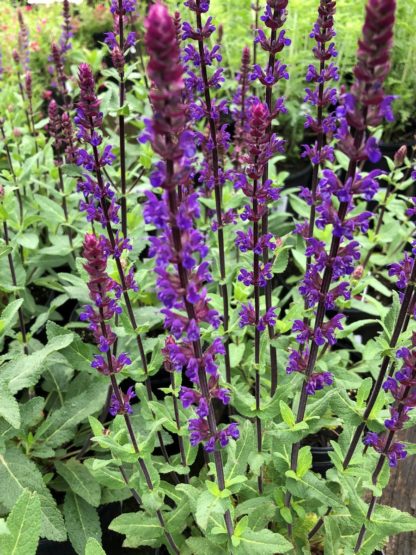 caradona salvia