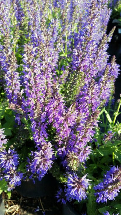 marcus salvia