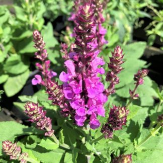 rose marvel salvia