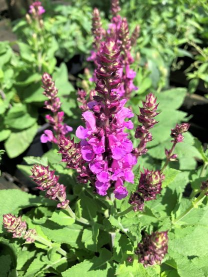 rose marvel salvia