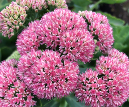autumn fire sedum