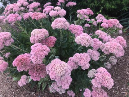 autumn fire sedum in garden