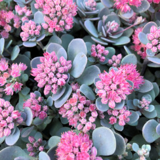 sedum blue elf