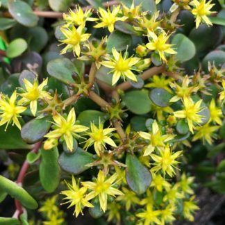 blooming coral reef sedum