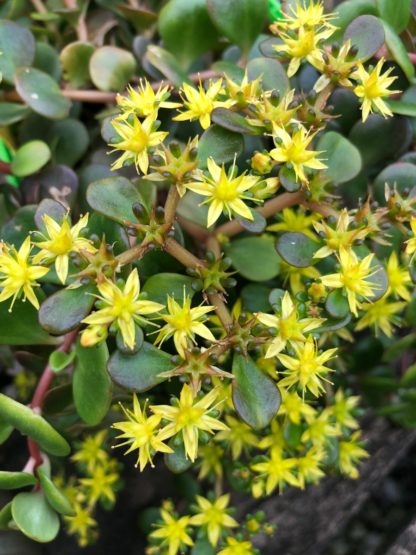 blooming coral reef sedum