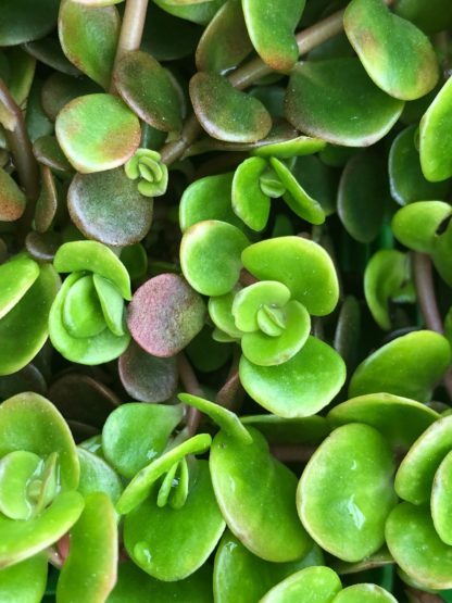 coral reef sedum