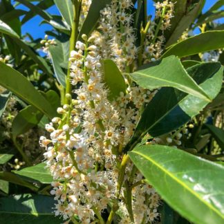 Close-up of white, bottlebrush flowers blooming on shiny green leaves