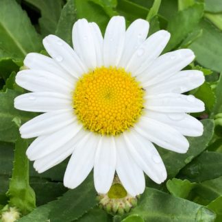 snow lady flowers