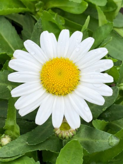 snow lady flowers