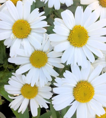 snow lady flowers