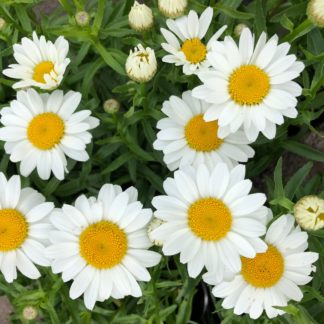 white snowcap flowers