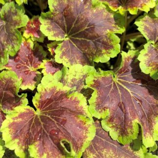 green and purple solar eclipse leaves