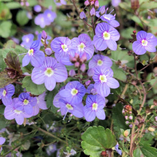 speedwell waterperry