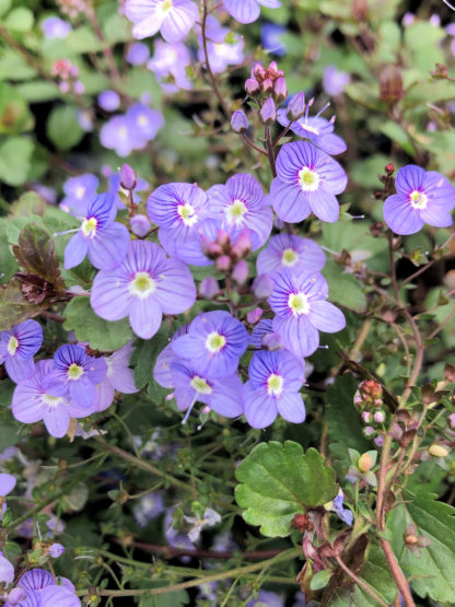 speedwell waterperry