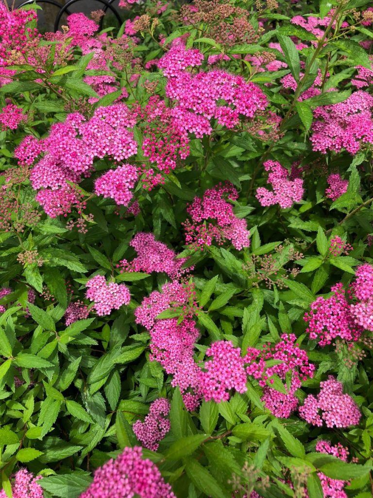 Spirea Neon Flash - Plantjoy