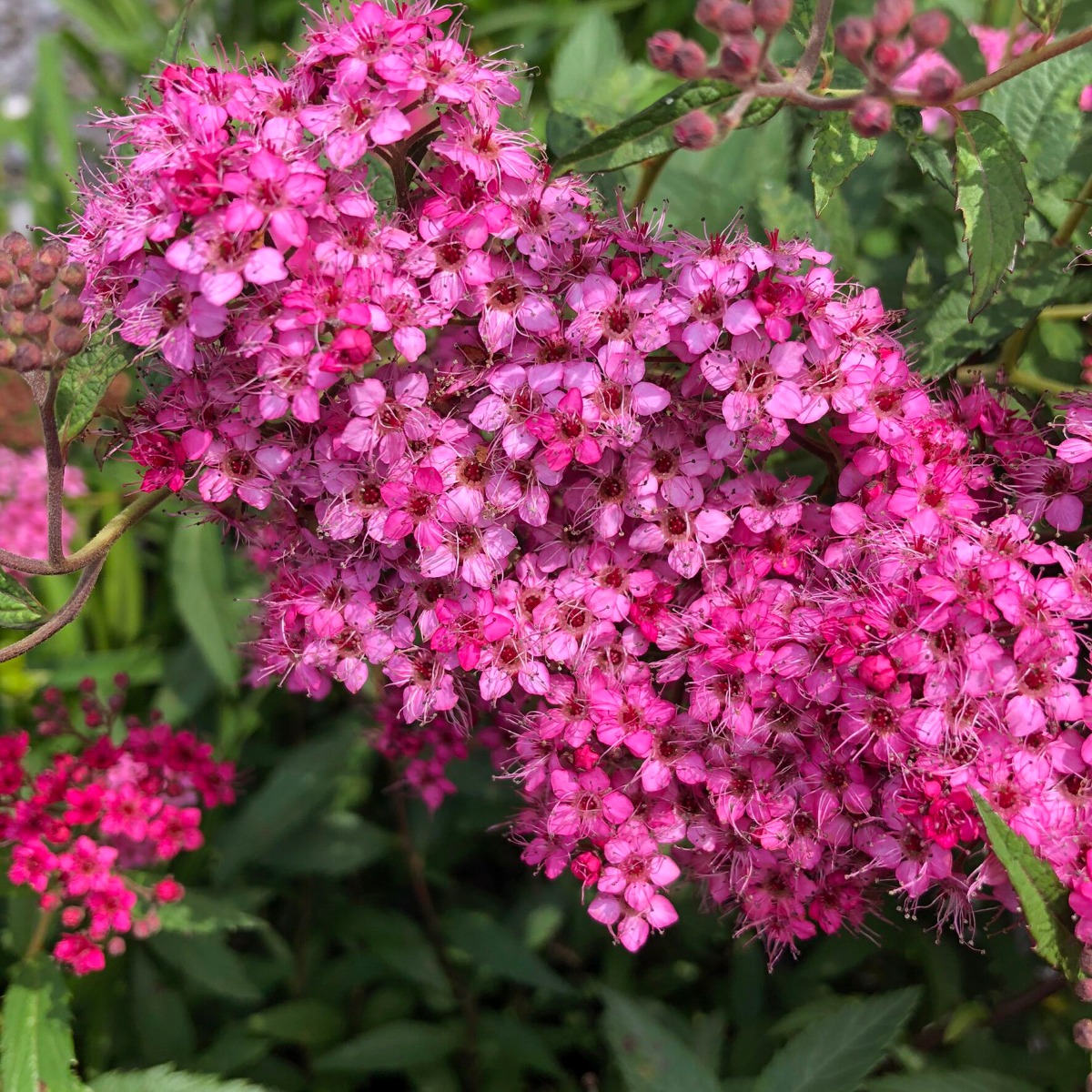 Spirea Neon Flash - Plantjoy