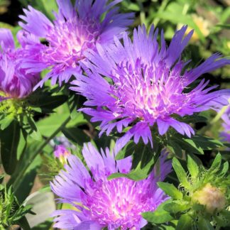 blue danube stokesia