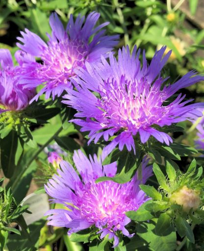 blue danube stokesia