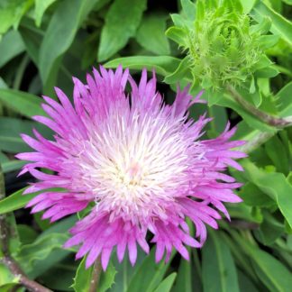 color wheel stokesia