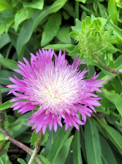 color wheel stokesia