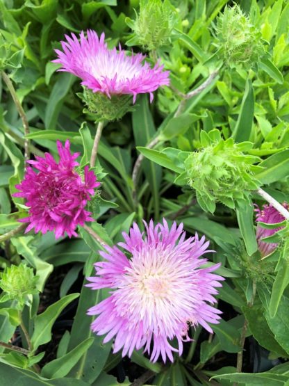 color wheel stokesia