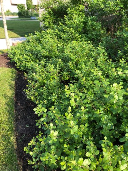 sumac gro low in garden